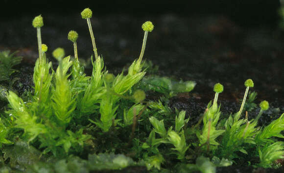 Image of aulacomnium moss