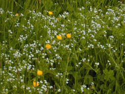 Слика од Myosotis secunda A. Murray