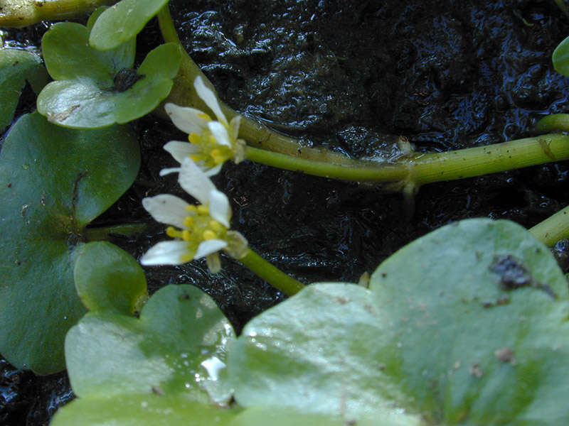 Image de Ranunculus hederaceus L.