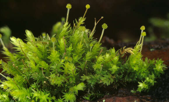 Image of aulacomnium moss