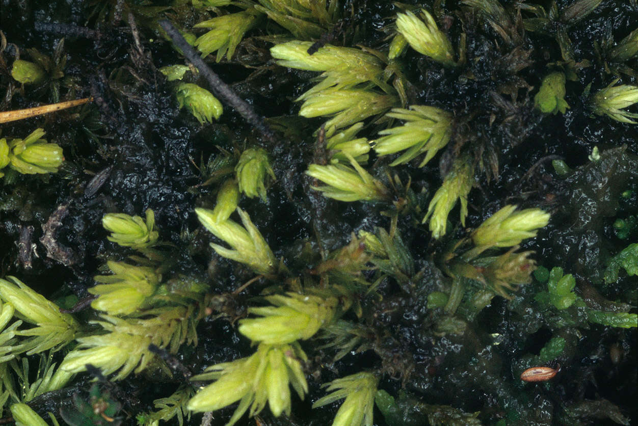 Image of aulacomnium moss