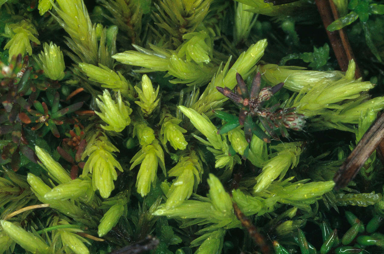 Image of Aulacomniaceae