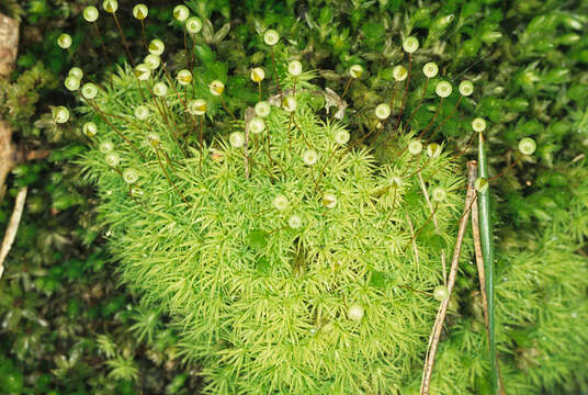 Image of Apple moss