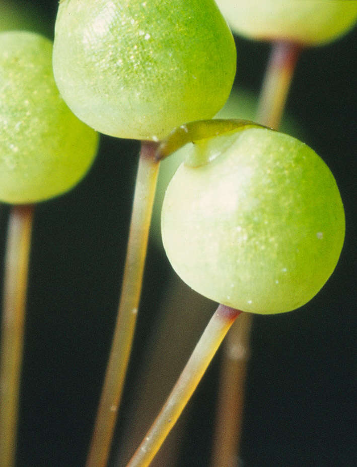 Image of Apple moss