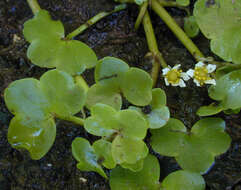 Image de Ranunculus hederaceus L.