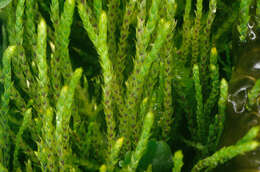 Image of fountain apple-moss