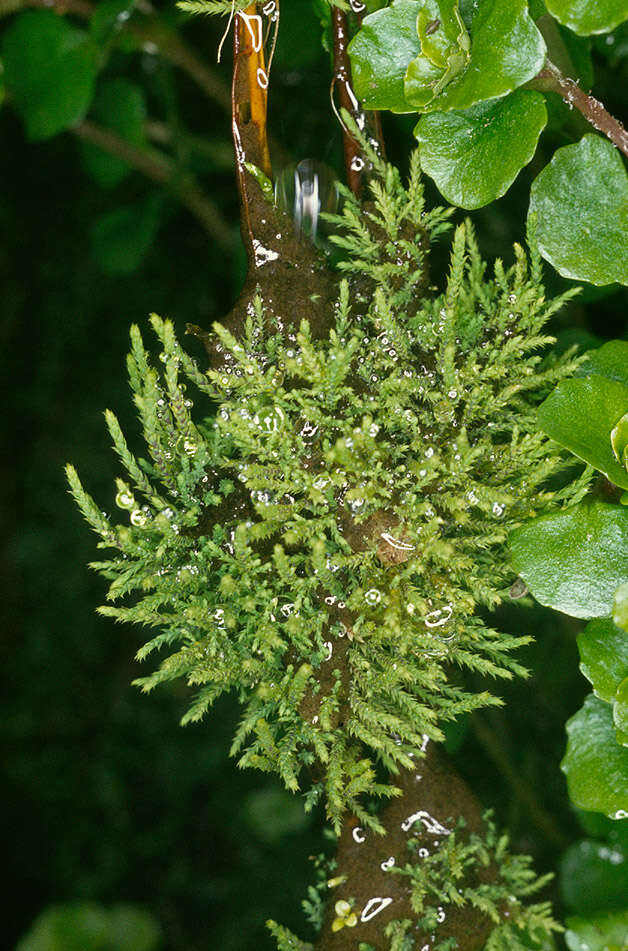 Image of fountain apple-moss