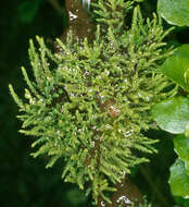 Image of fountain apple-moss