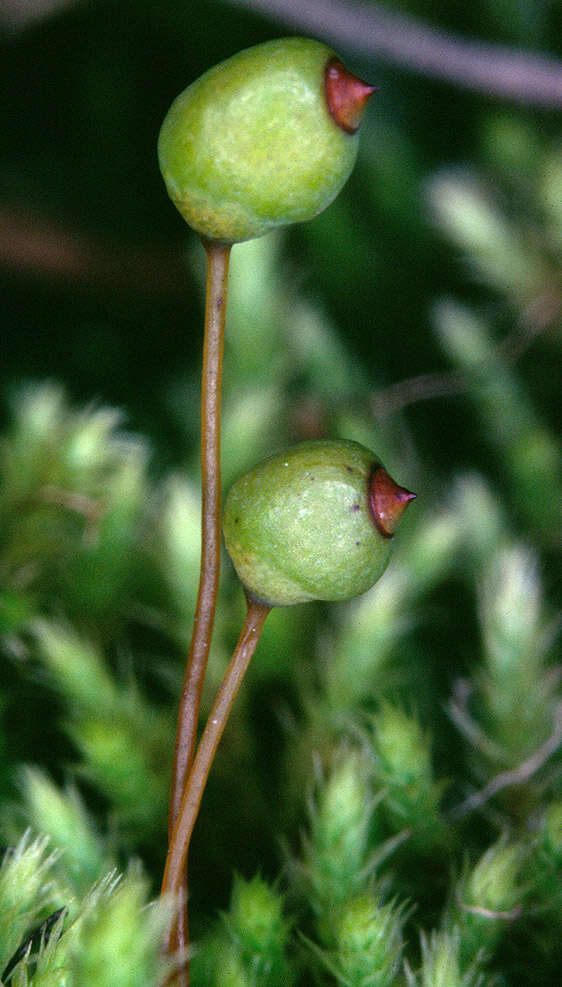 Image of fountain apple-moss