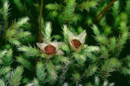 Image of fountain apple-moss