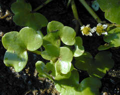 Image de Ranunculus hederaceus L.