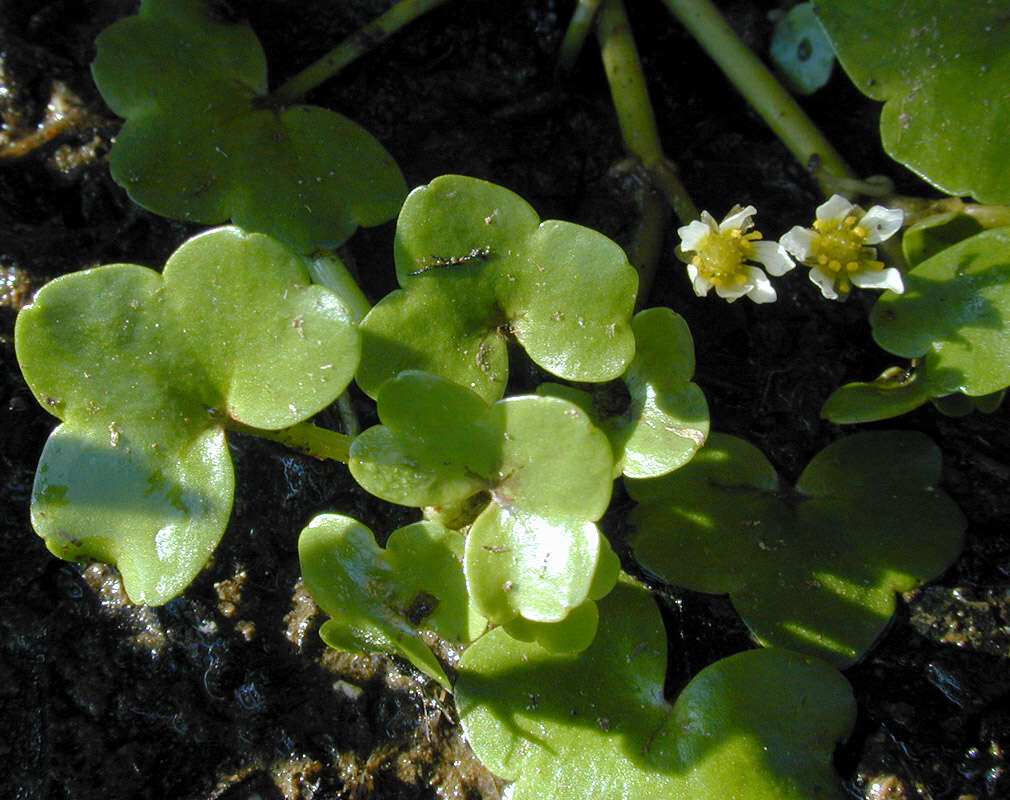 Image of Ivy Water-Crowfoot