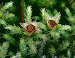 Image of fountain apple-moss