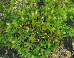 Image of orthotrichum moss