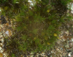 Image of orthotrichum moss