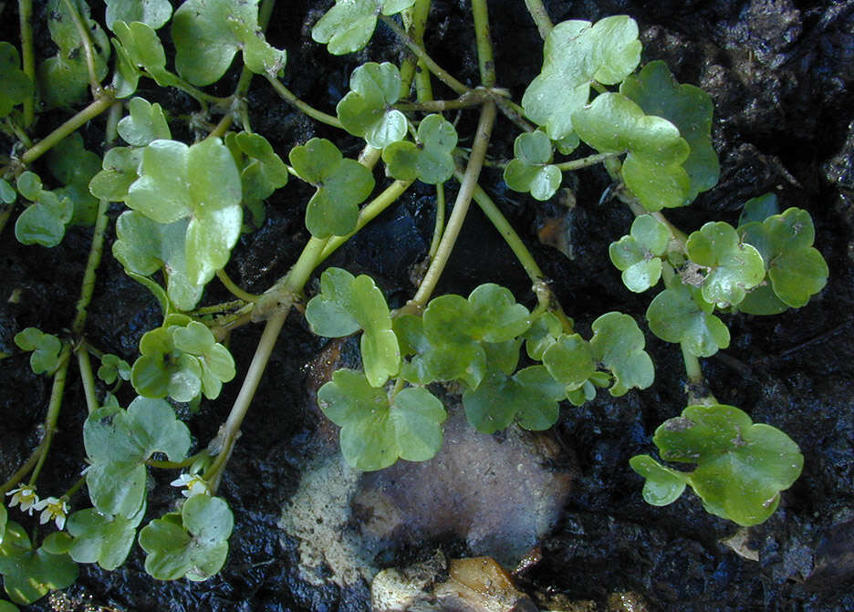 Image de Ranunculus hederaceus L.