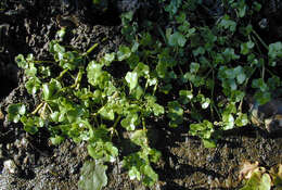 Image of Ivy Water-Crowfoot