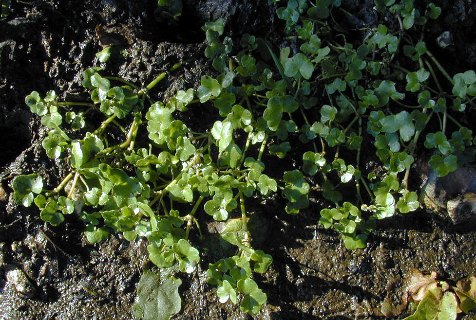 Image de Ranunculus hederaceus L.