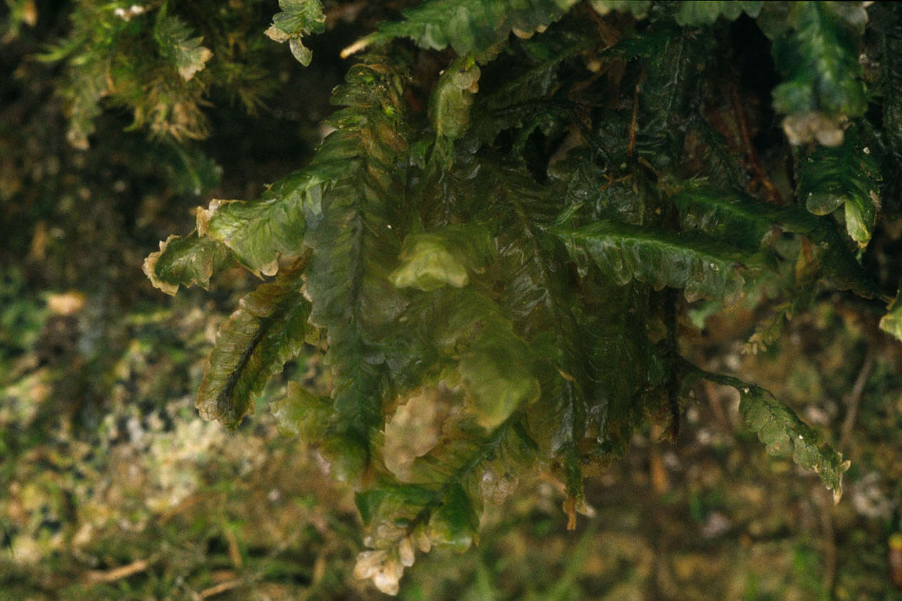 Image of homalia moss