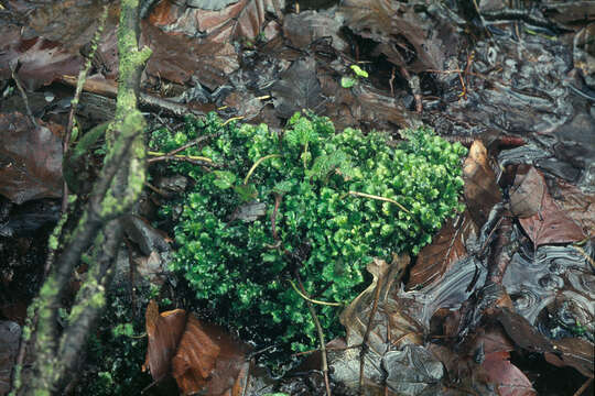 Image of hookeria moss