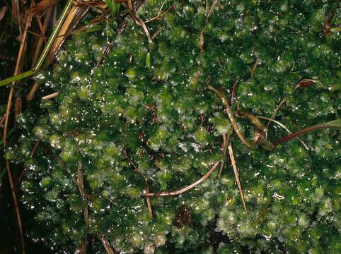 Image of hookeria moss