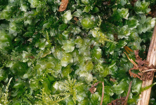 Image of hookeria moss