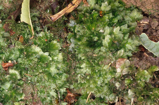 Image of hookeria moss