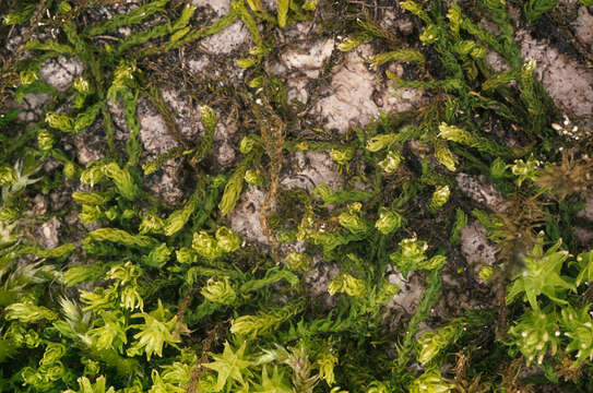 Image of rambling tail-moss