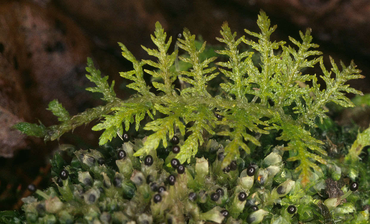 Image of tamarisk thuidium moss