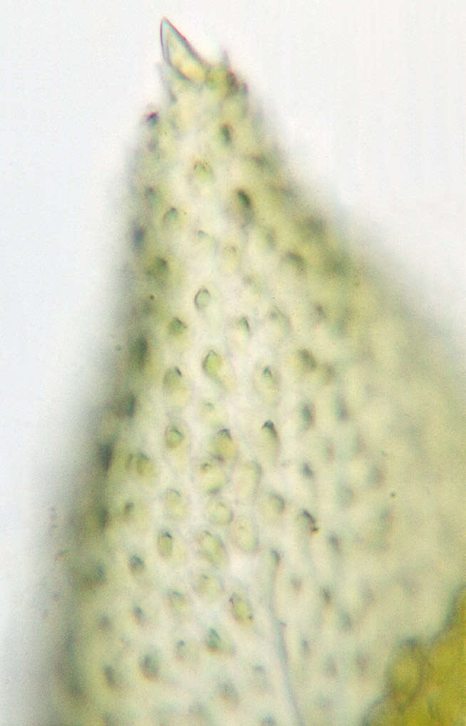 Image of tamarisk thuidium moss