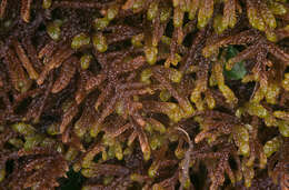 Image of palustriella moss