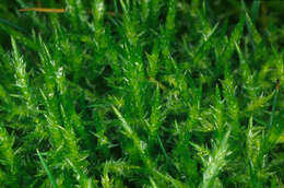 Image of calliergonella moss