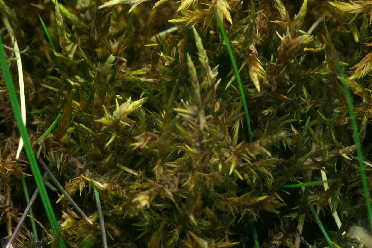 Image of calliergonella moss