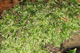 Image of isothecium moss