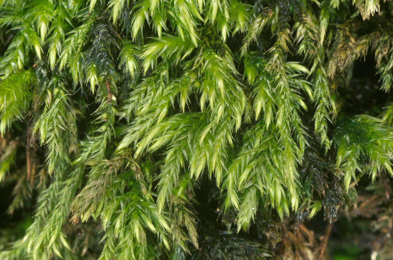 Image of isothecium moss