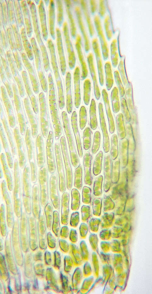 Image of isothecium moss