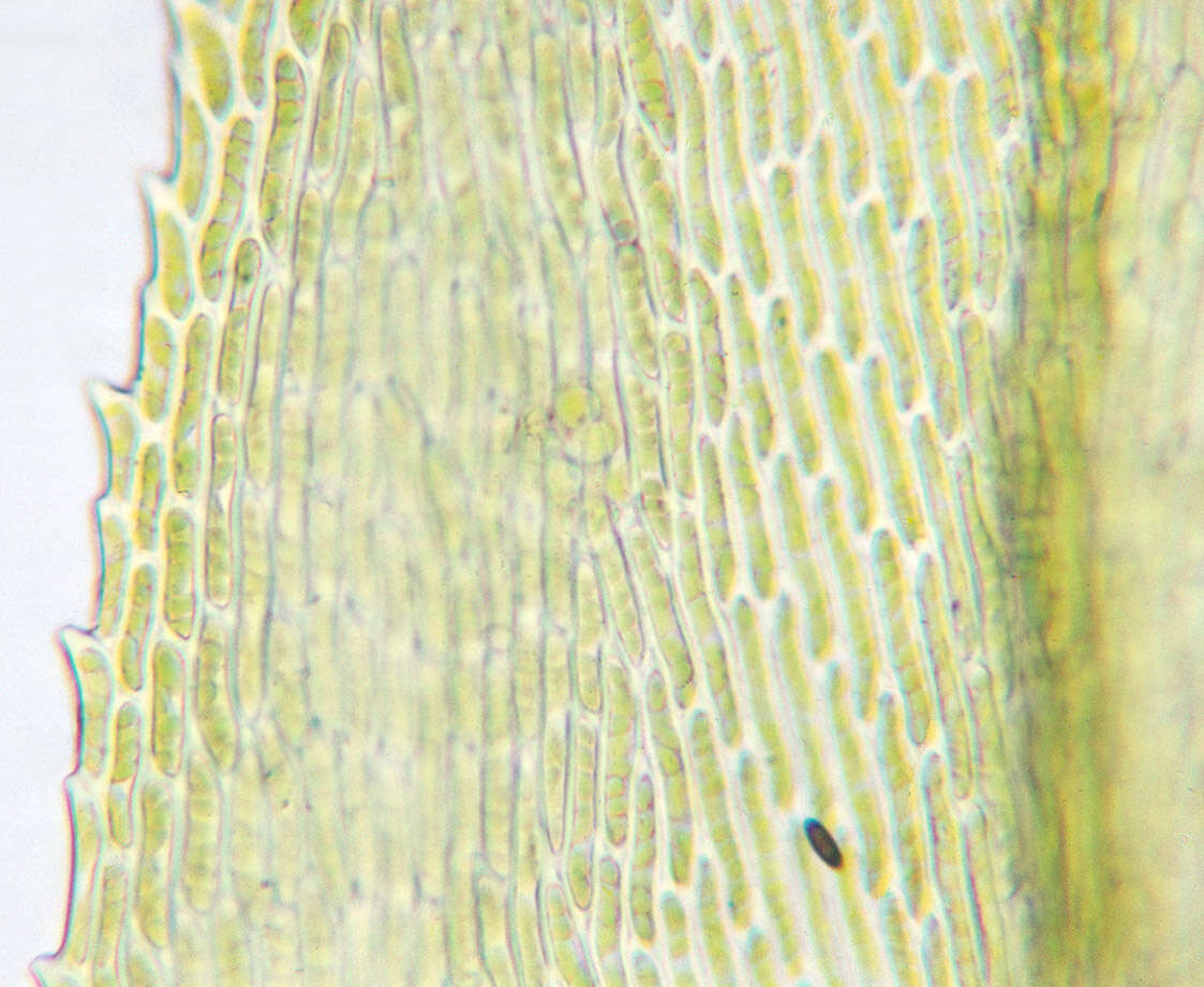 Image of isothecium moss