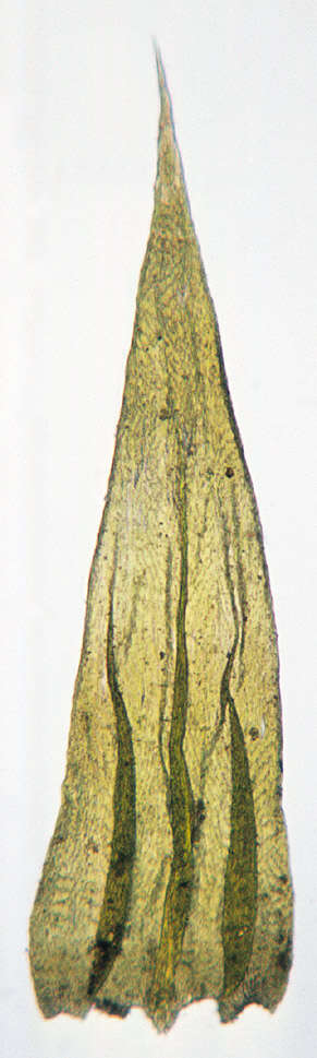 Image of Homalothecium lutescens H. Robinson 1962