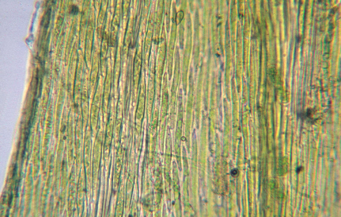 Homalothecium lutescens H. Robinson 1962的圖片