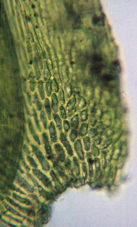 Homalothecium lutescens H. Robinson 1962的圖片