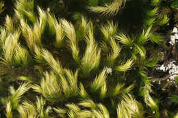 Image of silken homalothecium moss