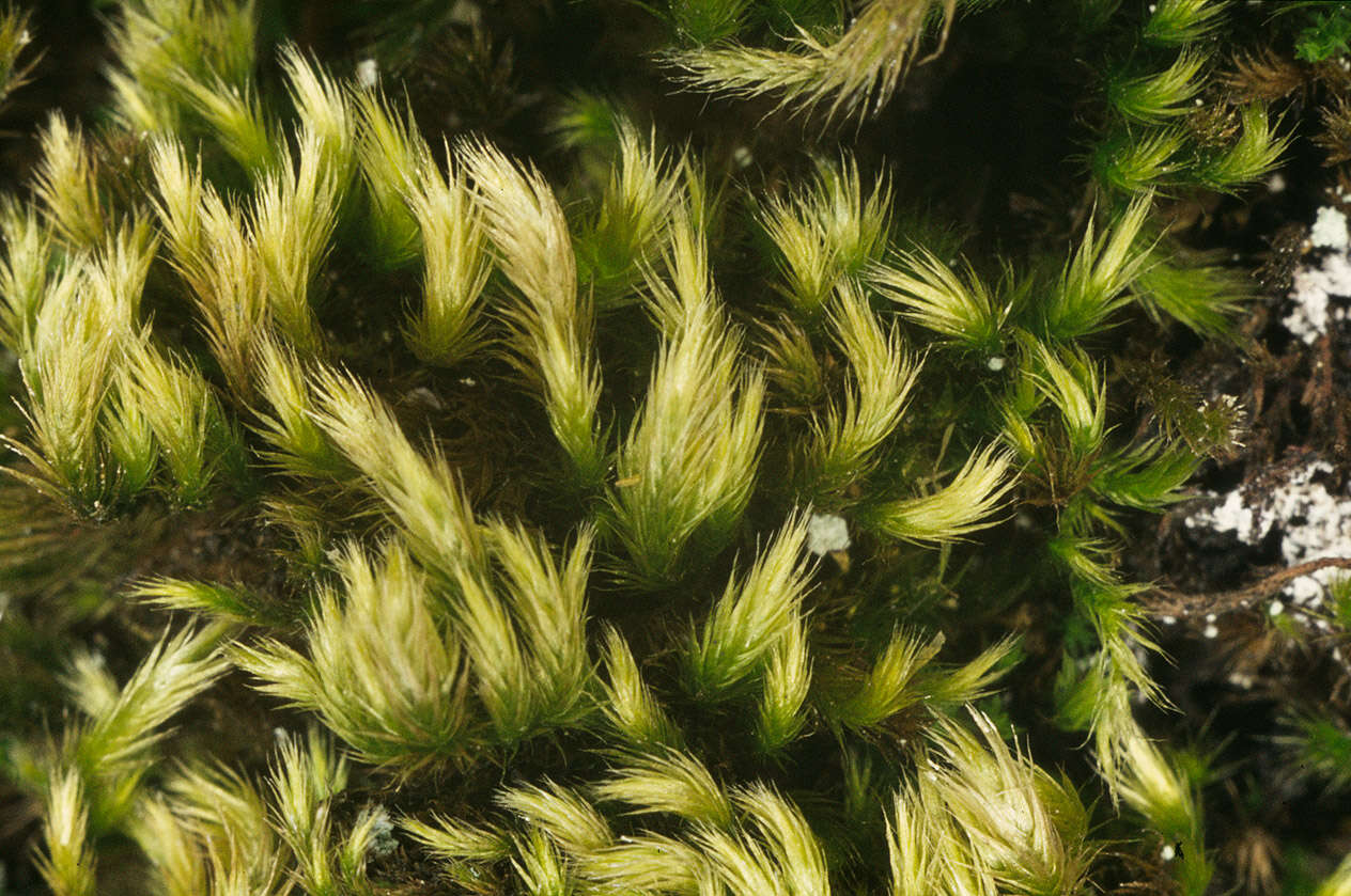 Image of silken homalothecium moss