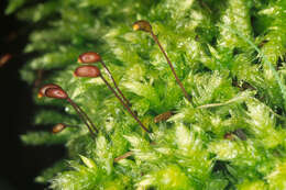 Image of rough-stalked feather-moss