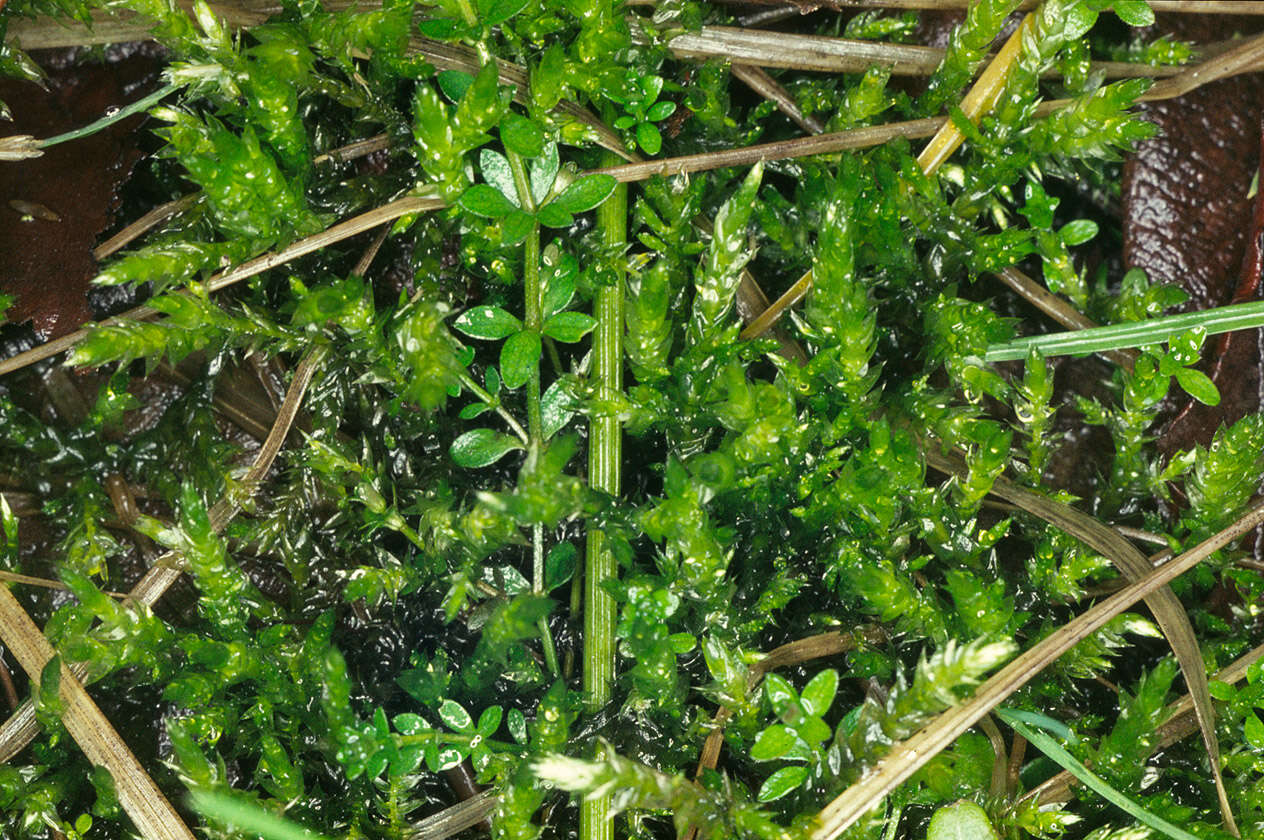 Image of rough-stalked feather-moss