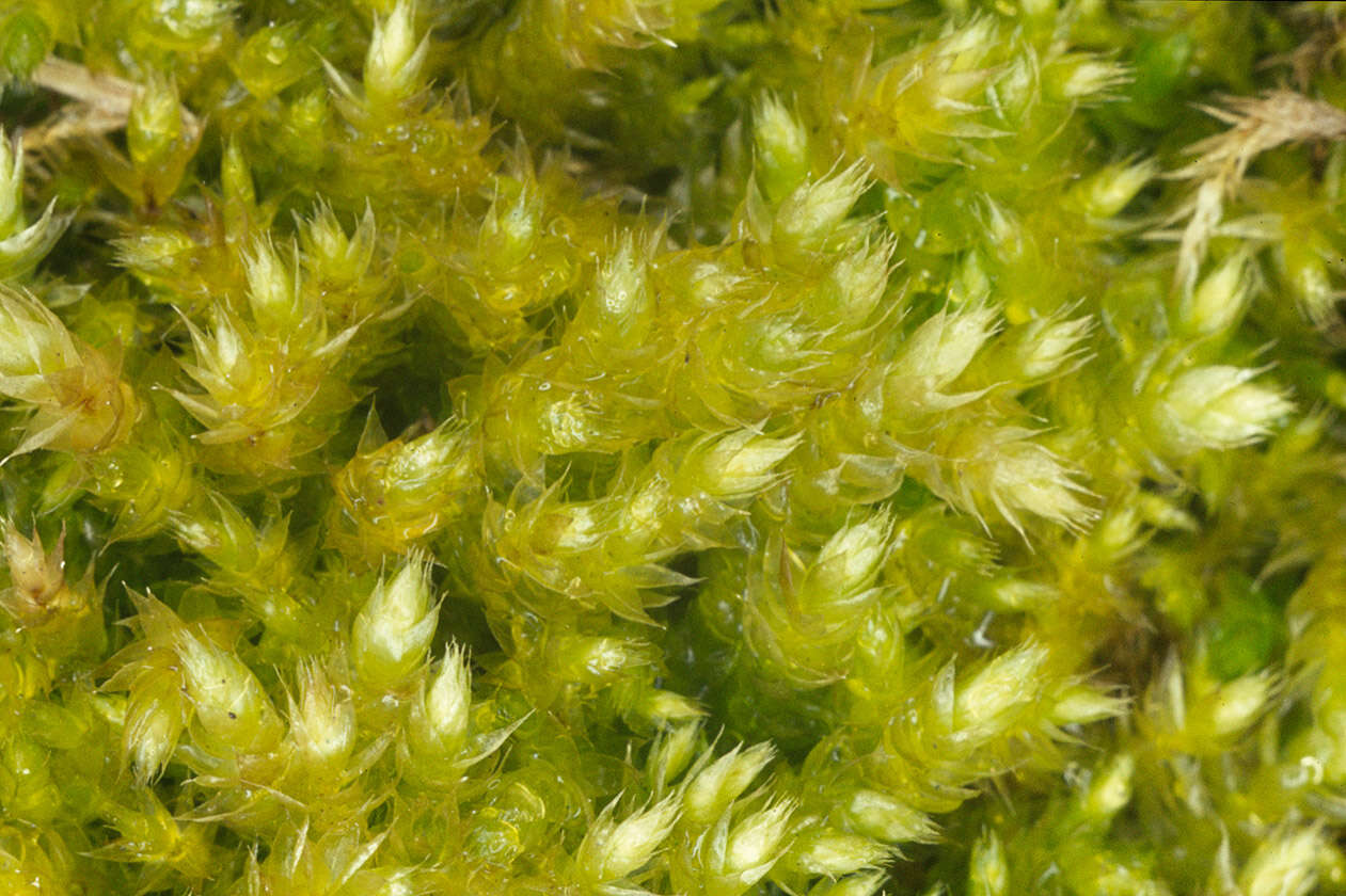 Image of rough-stalked feather-moss