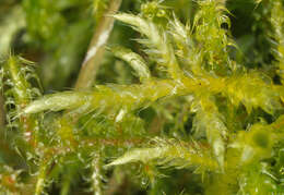 Image of hair-pointed feather-moss