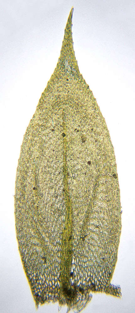 Image of <i>Cirriphyllum crassinervium</i>