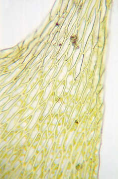 Image of <i>Cirriphyllum crassinervium</i>