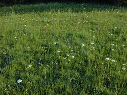 Image of corky-fruited water-dropwort