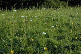 Image of corky-fruited water-dropwort